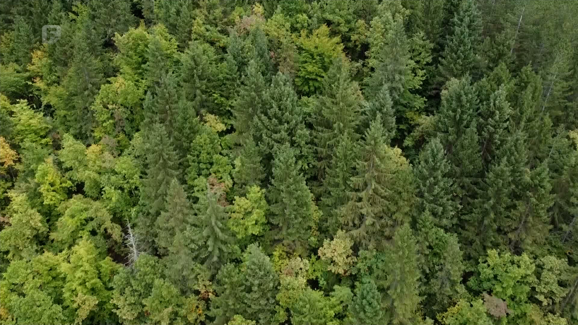 Raport kod Velikog brata